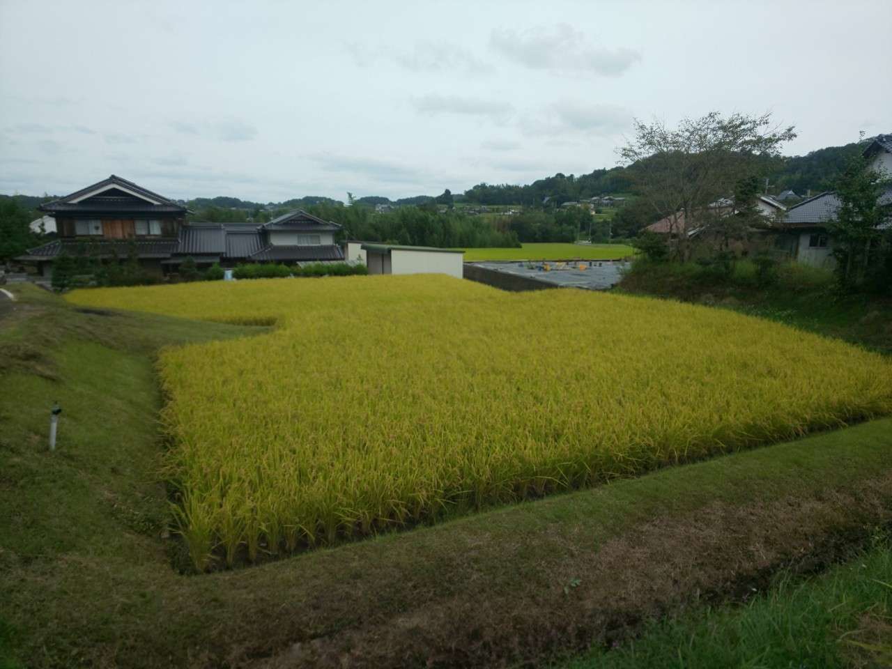 お米の勉強してきました🌾🍚